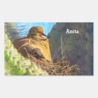 Mourning Dove Female With Baby Saguaro Cactus Nest