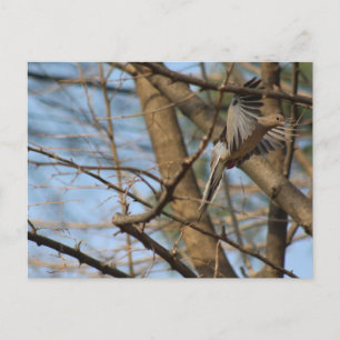 Mourning Dove in flight postcard