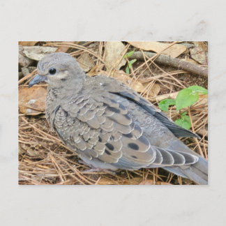 Mourning Dove Invitation Postcard
