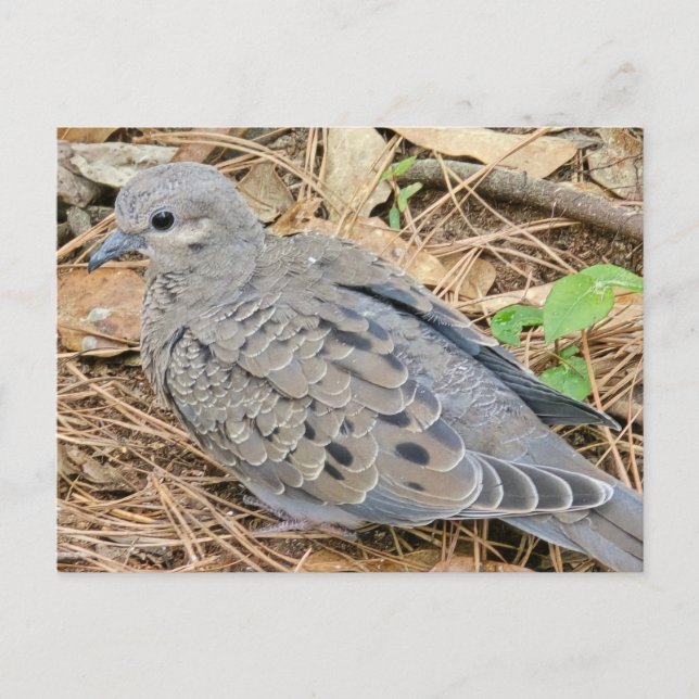 Mourning Dove Invitation Postcard (Front)