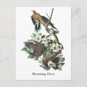 Mourning Dove, John Audubon Postcard
