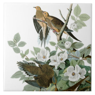 Mourning Dove, John James Audubon Tile