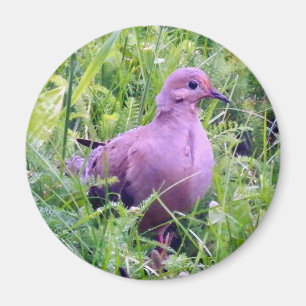 Mourning Dove Magnet