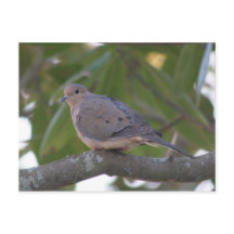 Mourning Dove Photo