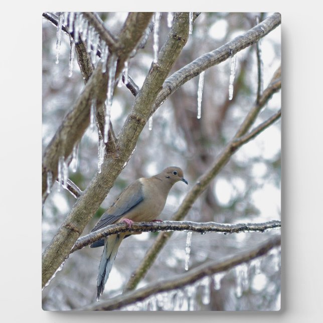 Mourning Dove Plaque (Front)