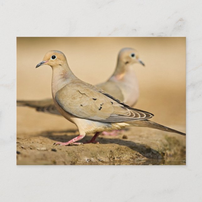 Mourning Dove Postcard (Front)