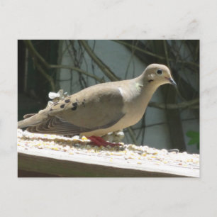 Mourning Dove Postcard