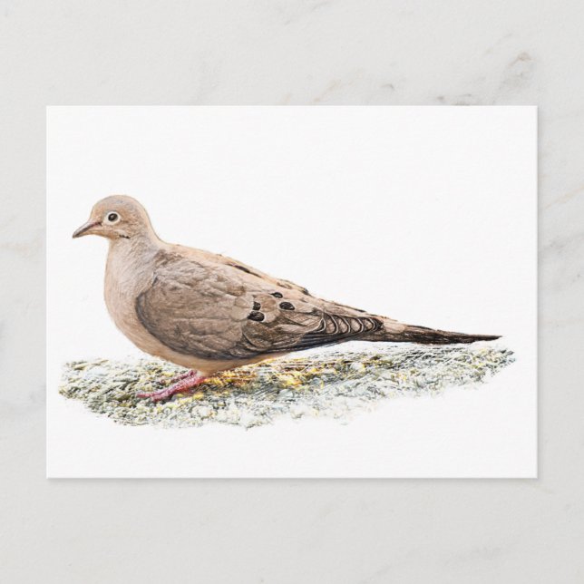 Mourning Dove Postcard (Front)