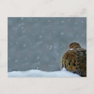 Mourning Dove Postcard