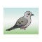 Mourning Dove