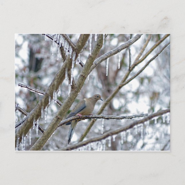 Mourning Dove Postcard (Front)