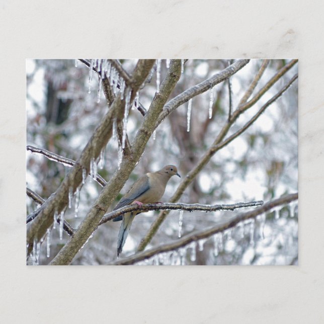 Mourning Dove Postcard (Front)
