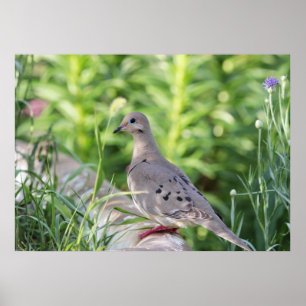 Mourning Dove Poster