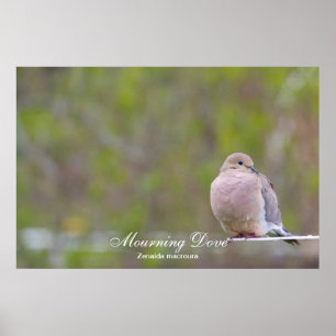 Mourning Dove Poster