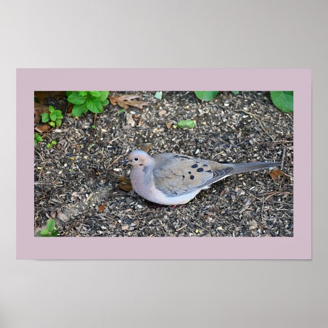 Mourning Dove Poster (Front)