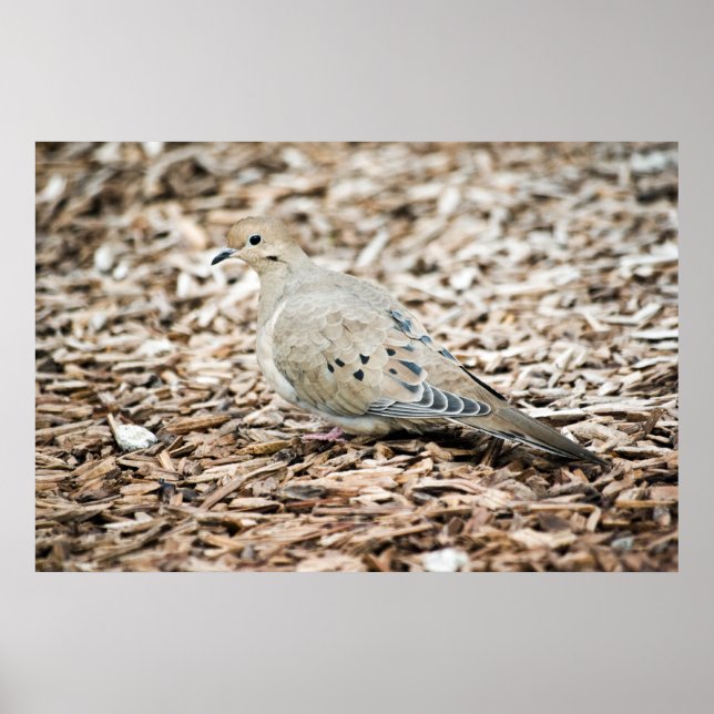 Mourning Dove Print (Front)