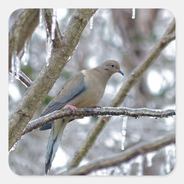 Mourning Dove Square Sticker (Front)