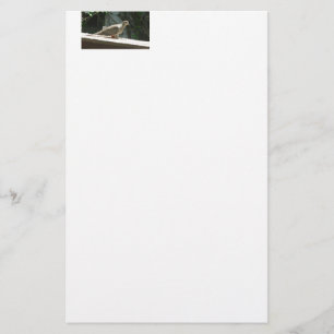 Mourning Dove Stationery