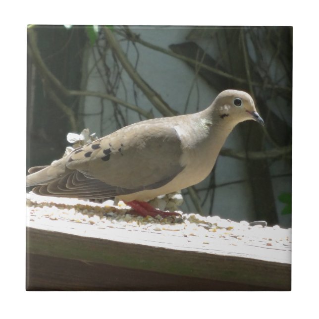 Mourning Dove Tile (Front)