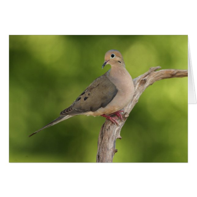 Mourning Dove, Zenaida macroura (Front Horizontal)
