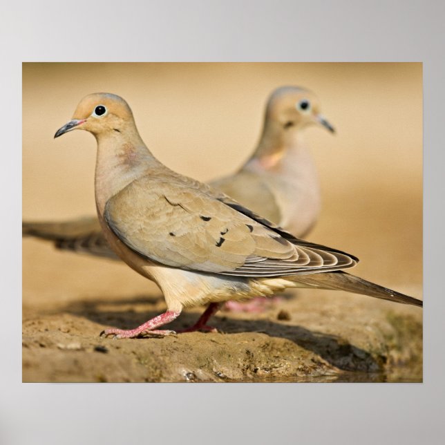 Mourning Dove (Zenaida macroura) adults on Poster (Front)