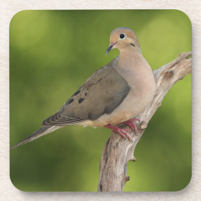 Mourning Dove, Zenaida macroura Coaster (Front)