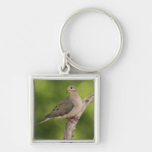 Mourning Dove, Zenaida macroura Key Ring