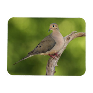 Mourning Dove, Zenaida macroura Magnet