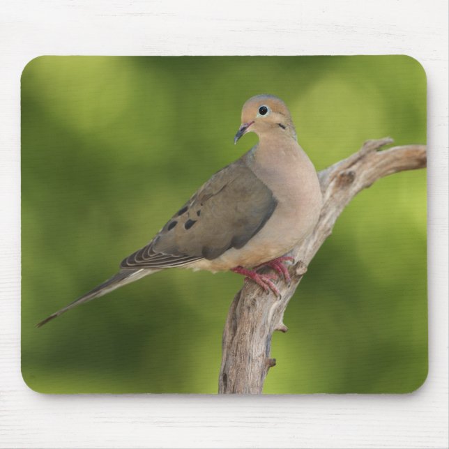 Mourning Dove, Zenaida macroura Mouse Pad (Front)
