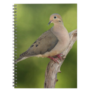 Mourning Dove, Zenaida macroura Notebook
