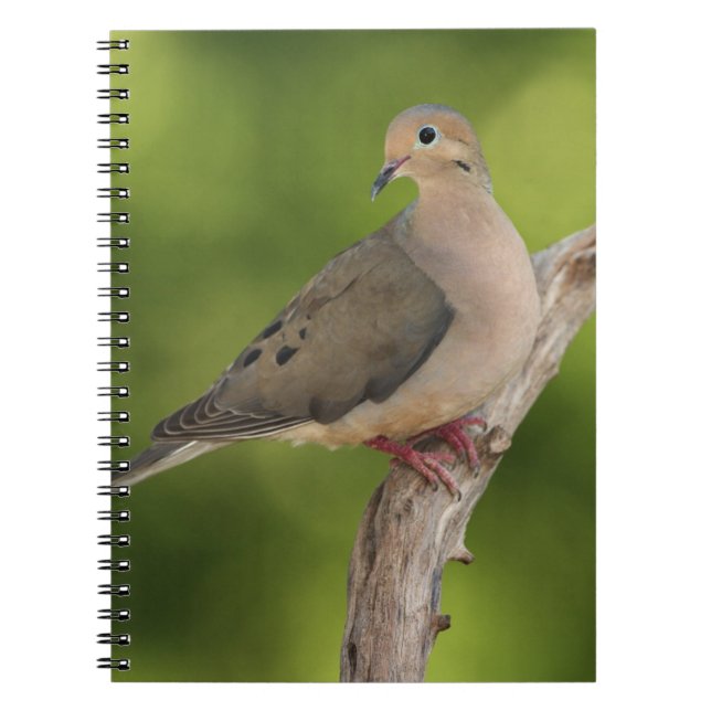 Mourning Dove, Zenaida macroura Notebook (Front)