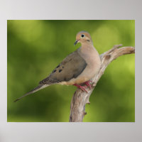 Mourning Dove, Zenaida macroura