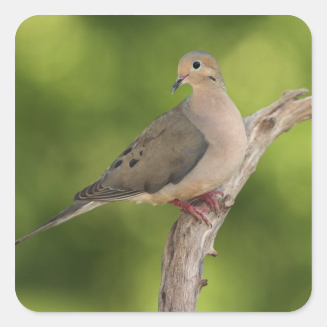 Mourning Dove, Zenaida macroura Square Sticker (Front)