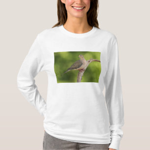 Mourning Dove, Zenaida macroura T-Shirt