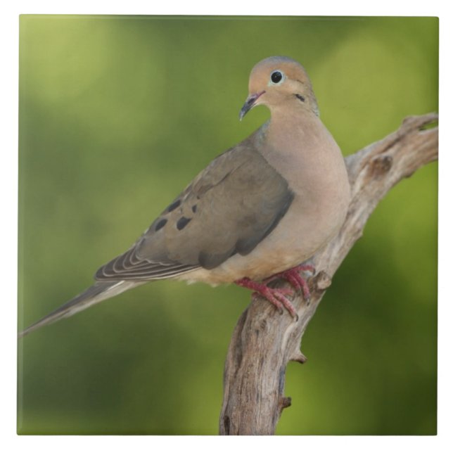 Mourning Dove, Zenaida macroura Tile (Front)