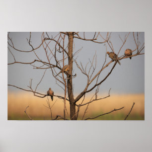 Mourning Doves in Tree Poster