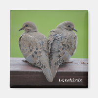 Mourning Doves