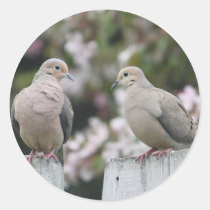 Mourning Doves Photo Classic Round Sticker