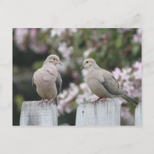 Mourning Doves Photo Postcard
