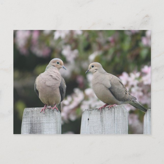 Mourning Doves Photo Postcard (Front)