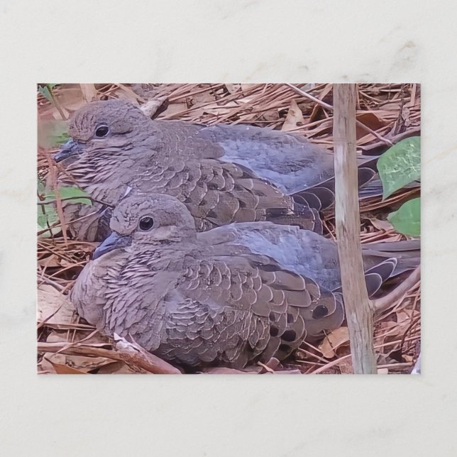 Mourning Doves Postcard (Front)