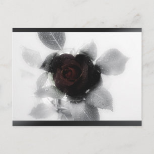 Mourning Memory Rose Postcard