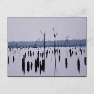 "Mourning Morning" - Postcard
