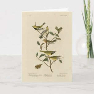 Mourning, Other Warblers, Audubon Birds of America Card