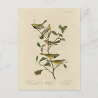 Mourning, Other Warblers, Audubon Birds of America