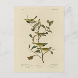 Mourning, Other Warblers, Audubon Birds of America Postcard