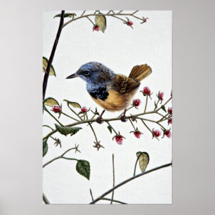 Mourning warbler poster