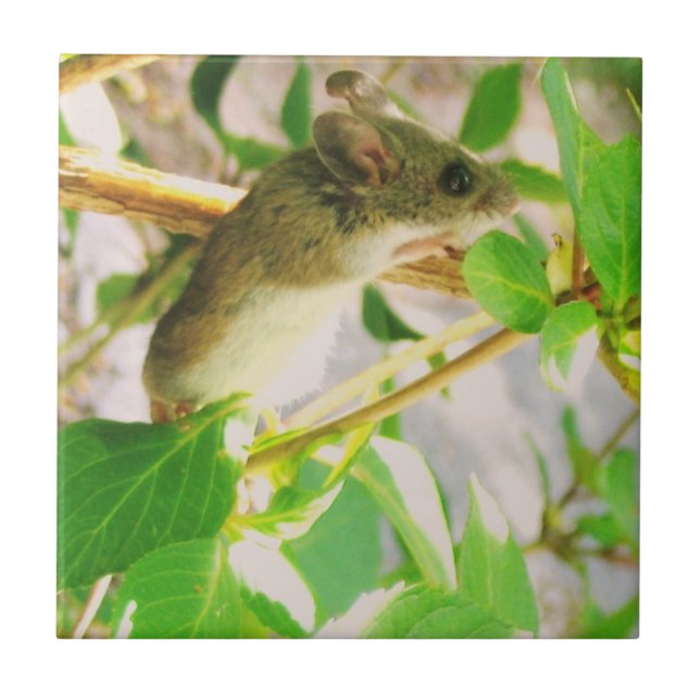 Mouse Ceramic Tile (Front)