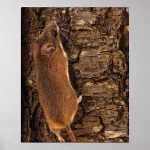 Mouse Climbing Tree Poster