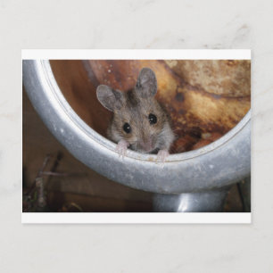 Mouse in a teapot postcard